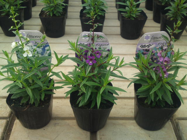 アンゲロニア セレナシリーズ咲きました 花苗栽培のほほん日記